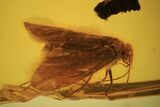 mm Caddisfly (Trichoptera) In Baltic Amber #123365-1